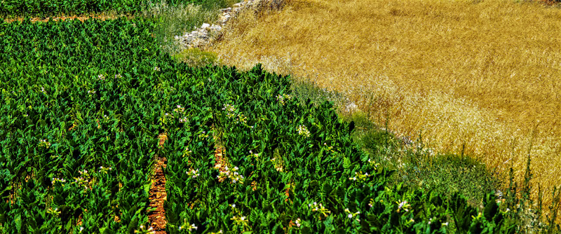Floricultura Sebben